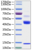 Active Recombinant Human TGF-beta 1(C33S)  Protein (RP00161)