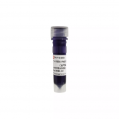 5 X SDS-Page Protein Loading Buffer (odorless, reduced type)