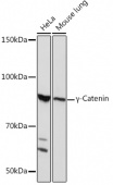 γ-Catenin Rabbit mAb (A4157)