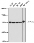 [One Step]ATP5A1 Antibody Kit (RK05624)