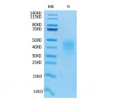 Biotinylated Recombinant Human TRAIL-R4/CD264 Protein (RP02087)