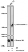 Phospho-Histone H4-S1 Antibody kit (RK05612)