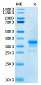 Recombinant Cynomolgus TNFRSF5/CD40 Protein (RP02304)