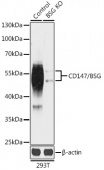 [KO Validated] CD147/BSG Rabbit pAb (A18032)