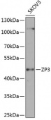 ZP3 Rabbit pAb (A8355)