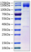 Active Recombinant Human PDGFR-beta/CD140b(E241D) Protein (RP00126)