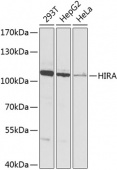 [KO Validated] HIRA Rabbit pAb (A8461)