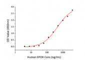 Recombinant Human Erythropoietin/EPO Protein (RP01532)