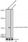 Acetyl-Histone H4-K91 Rabbit pAb (A7409)