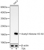 Acetyl-Histone H3-K4 Rabbit mAb (A24340)