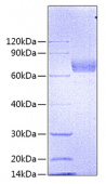 Recombinant Mouse IL-4RA/CD124 Protein (RP00568)