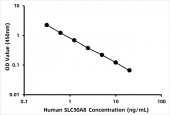 Human Zinc transporter 8 (SLC30A8) ELISA Kit (RK06604)