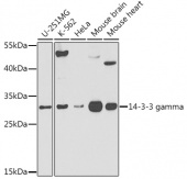 14-3-3 gamma Rabbit pAb (A21651)