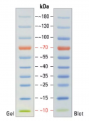 Protein Marker 10 to 180kda Page Ruler Protein Ladder
