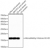 MonoMethyl-Histone H3-K9 Rabbit mAb (A22079)