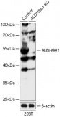 [KO Validated] ALDH9A1 Rabbit pAb (A18098)