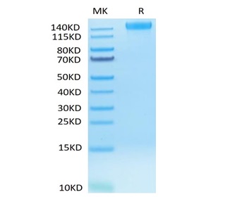 Recombinant Human VEGFR-2/KDR/CD309 Protein (RP02098)