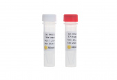 T7 Endonuclease I (RK20541)