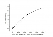 Rabbit anti-SARS-CoV-2 Spike S1 Protein mAb(CAP) (RM17611)