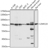 ZNF133 Rabbit pAb (A15738)