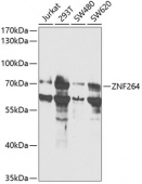 ZNF264 Rabbit pAb (A14089)