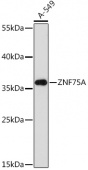 ZNF75A Rabbit pAb (A17010)