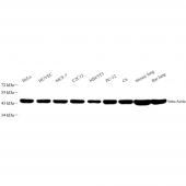 Recombinant Anti - beta Actin antibody ( Mouse mAb )