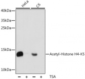 Acetyl-Histone H4-K5 Rabbit pAb (A15233)