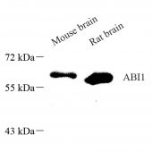 Anti -Abi-1 Rabbit pAb