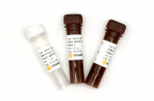 Genious 2X SYBR Green Fast qPCR Mix (RK21204)