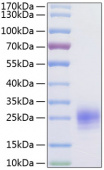 Active Recombinant Human TSLP(R127A, R130A) Protein (RP01172)