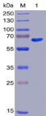 Recombinant Human TNFRSF5/CD40 Protein (RP02226)