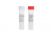 T4 DNA Polymerase (5, 000 U/ml) (RK20539)