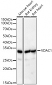 [KD Validated] VDAC1 Rabbit pAb (A21730)