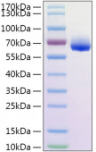 Recombinant Human CLM-9/CD300g Protein (RP02161)
