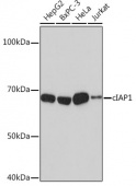 [KO Validated] cIAP1 Rabbit mAb (A19688)