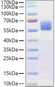 Recombinant Human BMPR-2 Protein (RP01420)
