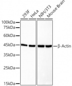 β-Actin Rabbit mAb (AC050)