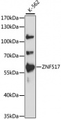 ZNF517 Rabbit pAb (A15979)