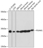 [One Step] PGAM1 antibody Kit (RK05736)