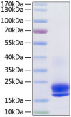 Active Recombinant Human VEGF-A/VEGF121 Protein (RP01162)