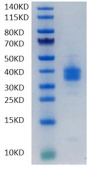 Recombinant Human B7-H1/PD-L1/CD274 Protein (RP02017)