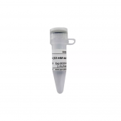 DNTP Mixture (10 MM Each) for PCR Reaction Nucleic Acid Amplification reagent