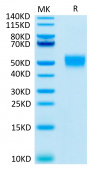 Recombinant Human CD24 Protein (RP02297)
