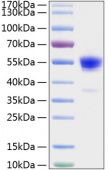 Active Recombinant Rat IFN-gamma Protein (RP01075)