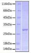 Recombinant Human TNFSF4/OX40 ligand/CD252 Protein (RP00467)
