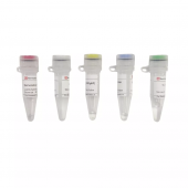 SweScript RT I First Strand CDNA Synthesis Kit