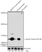 Acetyl-Histone H4-K8 Rabbit pAb (A7258)