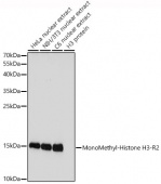 MonoMethyl-Histone H3-R2 Rabbit pAb (A3154)