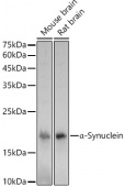 α-Synuclein Rabbit pAb (A7215)